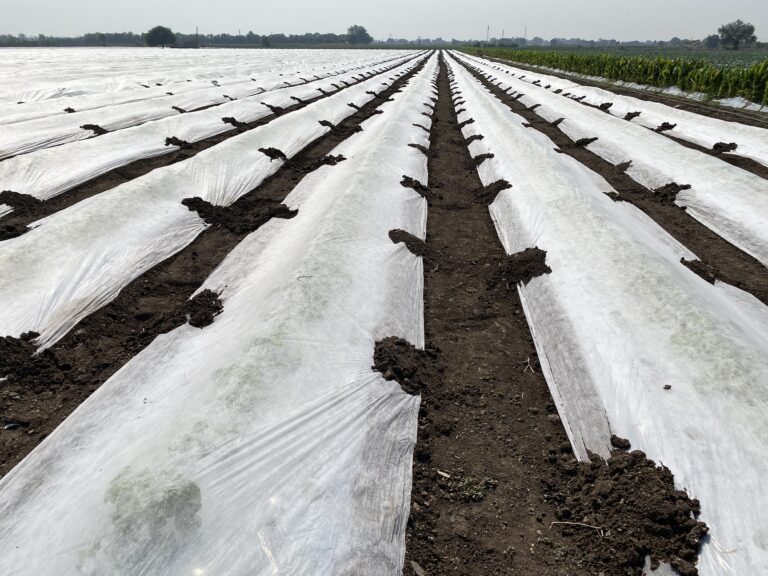 Crop cover
